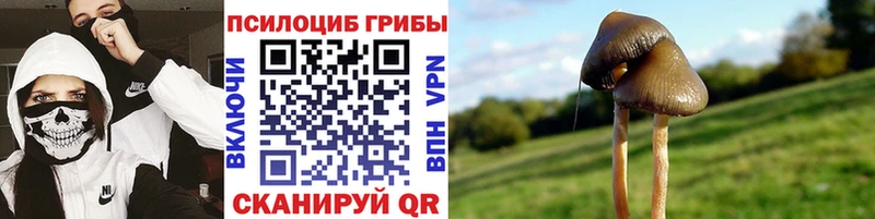 Галлюциногенные грибы мицелий  Купить где  Каргополь 